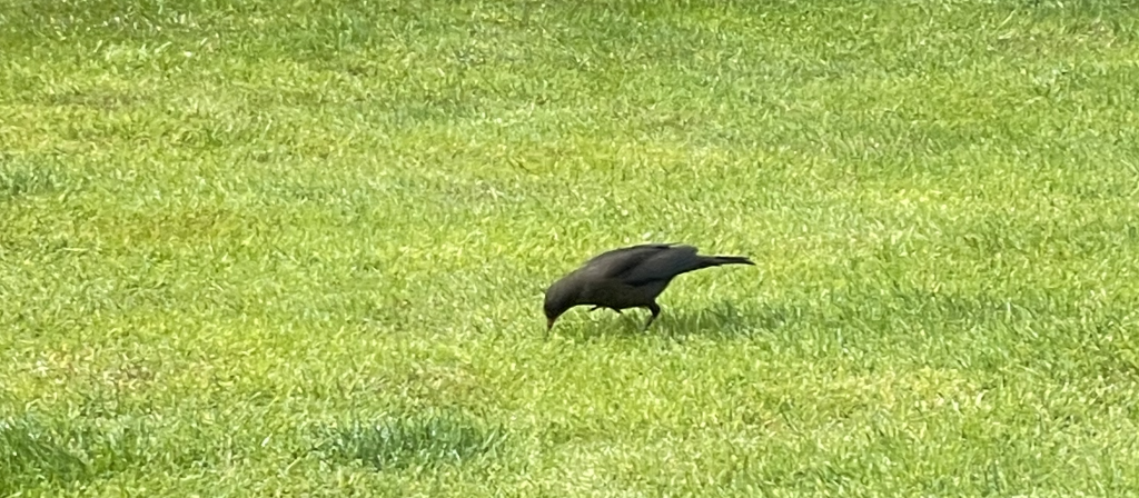 Image of a bird finding worms in the garden